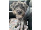 Adopt Zoe a Gray/Blue/Silver/Salt & Pepper Terrier (Unknown Type