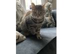 Adopt Penny a Tortoiseshell Tabby / Mixed (medium coat) cat in Durham