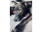 Adopt Cici a Gray/Silver/Salt & Pepper - with White Whippet / Husky / Mixed dog