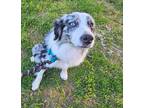 Adopt Lady Bug a Merle Australian Shepherd / Mixed dog in Chesapeake