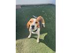 Adopt Kate a Beagle / Mixed dog in Poughkeepsie, NY (41177385)