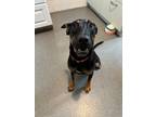 Adopt Malcolm a Labrador Retriever / Mixed dog in Poughkeepsie, NY (41328249)