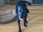 Adopt Winston a Black - with White Labrador Retriever / Mixed dog in Gold