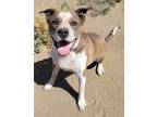 Adopt Arlow a Brindle - with White Pit Bull Terrier / Mixed dog in Yreka