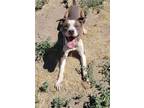 Adopt Arlow a Brindle - with White Pit Bull Terrier / Mixed dog in Yreka