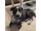 Adopt Molly a Mixed Breed (Medium) / Mixed dog in Morganville, NJ (41327767)