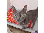 Adopt Sheba a Gray or Blue Domestic Shorthair / Mixed (short coat) cat in Bay