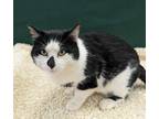 Adopt Husky a Domestic Shorthair / Mixed (short coat) cat in Neillsville