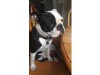 Adopt Luna a Black - with White Boston Terrier / Mixed dog in New Brighton