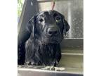 Adopt Smarty Jones a Black - with White Labrador Retriever / Mixed dog in
