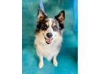 Adopt Toby Local a White - with Gray or Silver Australian Shepherd / Australian