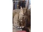 Adopt Zuzu a Brown Tabby Domestic Shorthair / Mixed (short coat) cat in Port St