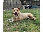 Adopt Rufus Newberry a Tan/Yellow/Fawn - with White American Staffordshire