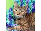 Adopt Jasmine a Tan or Fawn Tabby Domestic Shorthair (short coat) cat in