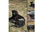 Adopt Biscuit a Black - with White Labrador Retriever / Mixed dog in Winchester