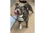 Adopt Jume a Gray/Blue/Silver/Salt & Pepper Mixed Breed (Large) / Mixed dog in