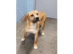 Adopt Sandra (HW-) a Tan/Yellow/Fawn Coonhound / Mixed dog in Owensboro