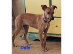 Adopt Odie a Red/Golden/Orange/Chestnut Mixed Breed (Medium) / Mixed dog in