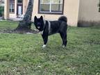 Adopt Shoko a Black - with White Akita / Mixed dog in Parkland, FL (41327985)