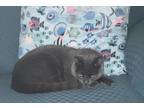 Adopt Lexi a Gray or Blue American Shorthair / Mixed (short coat) cat in Ville