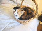 Adopt Sam / Fluffy a Calico or Dilute Calico Calico / Mixed (long coat) cat in