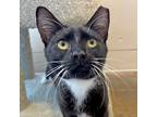 Adopt Bubbles a Domestic Shorthair / Mixed cat in Walnut Creek, CA (41312866)