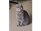 Adopt Smokey a Gray or Blue American Shorthair / Mixed (short coat) cat in
