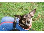 Adopt Ollie a Black - with Tan, Yellow or Fawn Chiweenie / Mixed dog in Kenmore