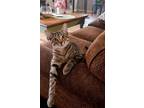 Adopt Mitzi a Tan or Fawn Tabby Tabby / Mixed (short coat) cat in Abilene