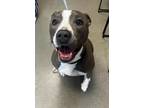 Adopt Abby a American Staffordshire Terrier / Mixed dog in Tulare, CA (41327963)