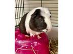 Adopt Woody a Guinea Pig small animal in Novato, CA (41327961)