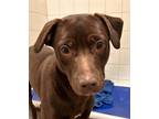 Adopt Coco a Mixed Breed (Medium) / Mixed dog in Spokane Valley, WA (41316596)