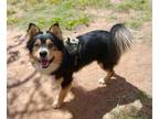 Adopt Clover a Tricolor (Tan/Brown & Black & White) Border Collie / Corgi /