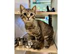 Adopt Steven a Brown Tabby Domestic Shorthair / Mixed Breed (Medium) / Mixed