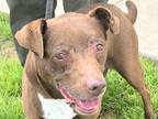 Adopt Fancy a Brown/Chocolate Mixed Breed (Large) / Mixed dog in Georgetown