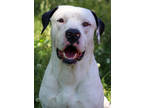 Adopt Tyson a White Mixed Breed (Large) / Mixed dog in Thomasville