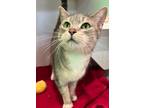 Adopt Tess a Gray or Blue Domestic Shorthair / Domestic Shorthair / Mixed cat in