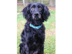 Adopt Stevie a Black Spaniel (Unknown Type) / Mixed dog in Thomasville