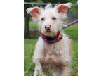 Adopt Grimmy a White Mixed Breed (Small) / Mixed dog in Thomasville