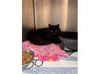 Adopt Mittens a All Black Domestic Longhair / Domestic Shorthair / Mixed cat in