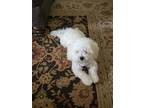 Adopt Timmy a White - with Tan, Yellow or Fawn Coton de Tulear / Poodle