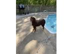 Adopt Comet a Brown/Chocolate - with White Australian Shepherd / Mixed dog in