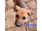 Adopt Nelson a Tricolor (Tan/Brown & Black & White) Mixed Breed (Medium) / Mixed