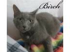 Adopt Birch a Gray or Blue (Mostly) Domestic Shorthair / Mixed (short coat) cat