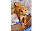 Adopt Coronado a Red/Golden/Orange/Chestnut - with White Mixed Breed (Medium) /