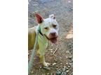 Adopt Carly a Red/Golden/Orange/Chestnut - with White Boxer / Pit Bull Terrier /
