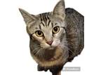 Adopt Sesca a Tiger Striped Domestic Mediumhair / Mixed (medium coat) cat in