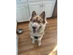 Adopt Luna a Brown/Chocolate - with White Shepsky / Mixed dog in Forest