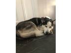 Adopt Charle a Black - with White Husky / Husky / Mixed dog in Alexandria