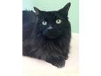 Adopt Blackjack a Domestic Mediumhair / Mixed (medium coat) cat in Seattle